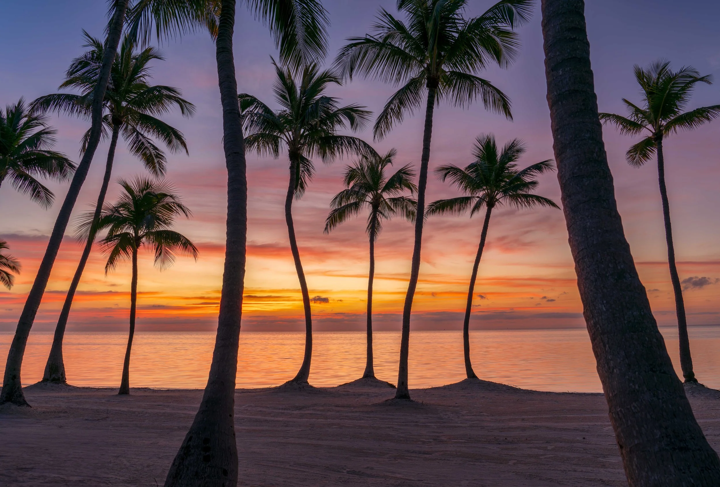 トーマス・ガラー Palm Trees, Sunsets, Turmoil Sunrise Palms - Palm trees silhouetted against a colorful tropical